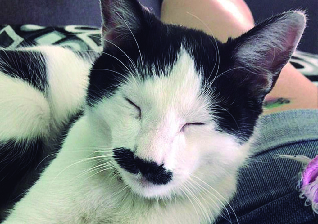 Alberto, el gatito lagunero que le dio la vuelta al mundo por su 'bigote'