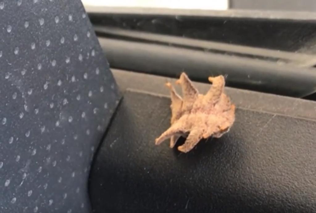 VIRAL: Encuentra extraña criatura moviéndose dentro de su automóvil