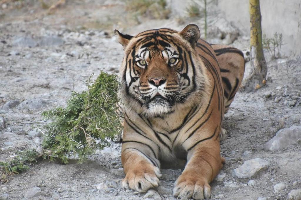 Convertirán zoológico de Monclova en un parque ecológico