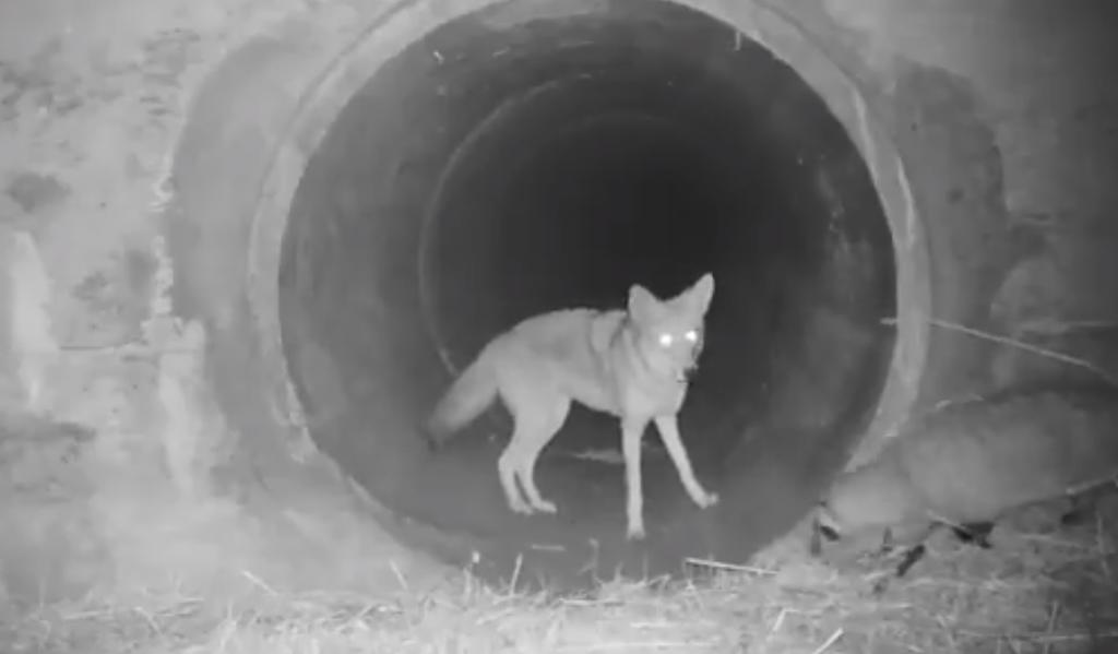 VIRAL: Coyote sorprende al esperar a su 'amigo' tejón para atravesar un túnel
