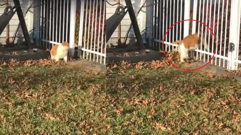 VIRAL: Gato 'gordito' queda atrapado entre los barrotes de una reja