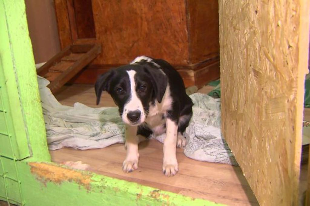 'Nika', el perro que fue adoptado para ser asesinado y cocinado por una pareja