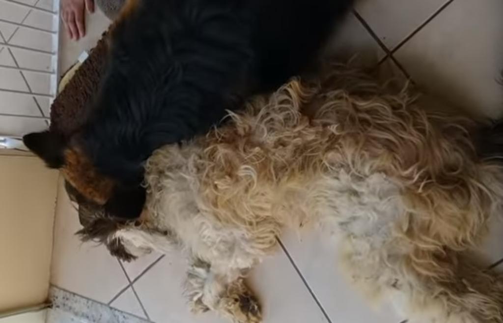 VIDEO: Perro llora desconsolado al 'pensar' que su compañero estaba muerto