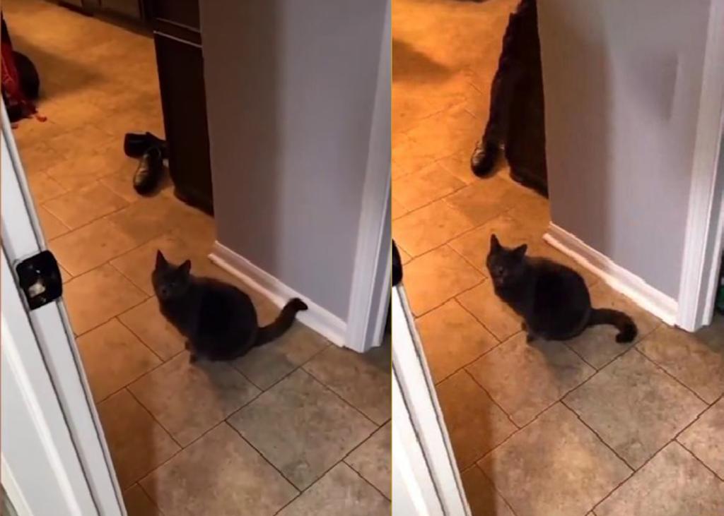 Video de Tik tok  de gato ‘que habla’ se hace viral