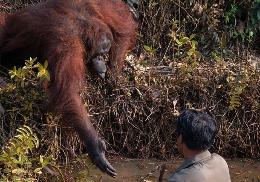 VIRAL: Orangután ayuda a un hombre a salir de un río infestado de serpientes