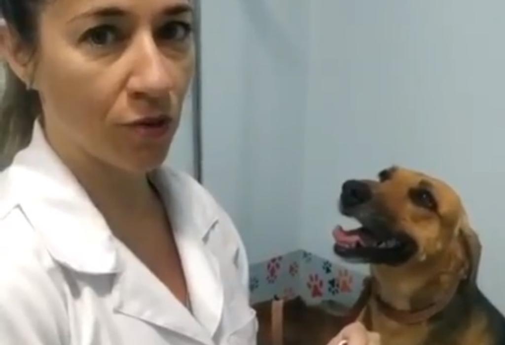 VIRAL: Perro conquista con la tierna mirada que le dedica a su veterinaria