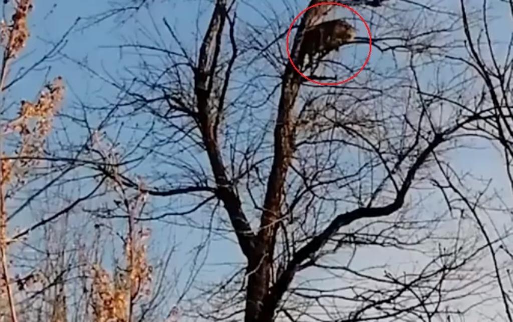 VIRAL: Leopardo se refugia en un árbol al huir de un perro