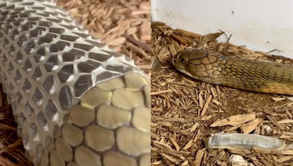 VIRAL: El sorprendente momento en el que una serpiente cambia de piel