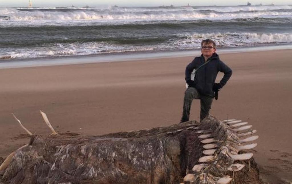 Encuentran enorme esqueleto en una playa de Escocia