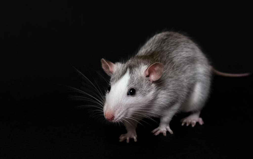 Con edición genética, logran prevenir una rara enfermedad hepática en ratones