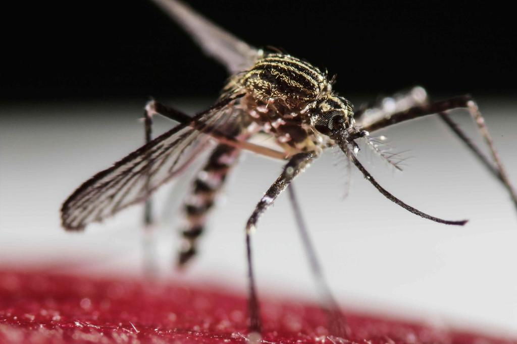 Registra Costa Rica un incremento del 76 % en casos de dengue