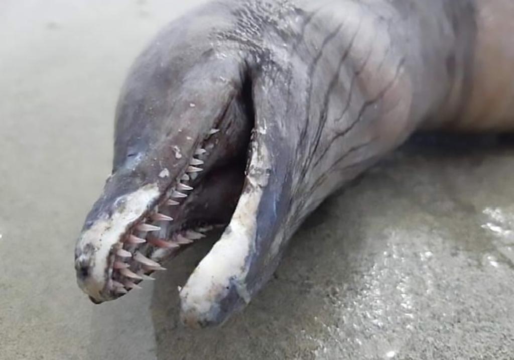 Extraña criatura sin ojos y forma de delfín aparece en el Pacífico