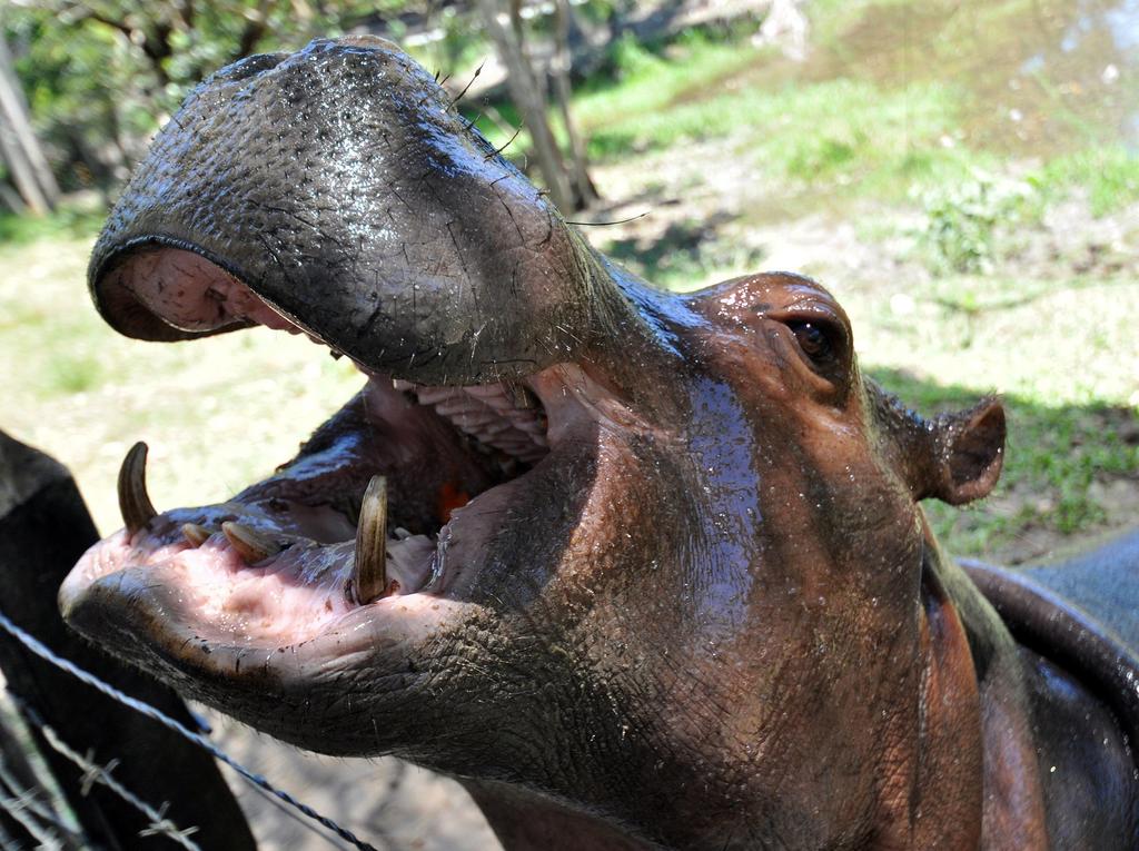 Para 2050, los 4 hipopótamos de Pablo Escobar serán miles en Colombia