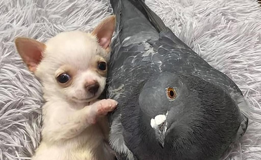 VIRAL: La tierna amistad entre un chihuahua y una paloma