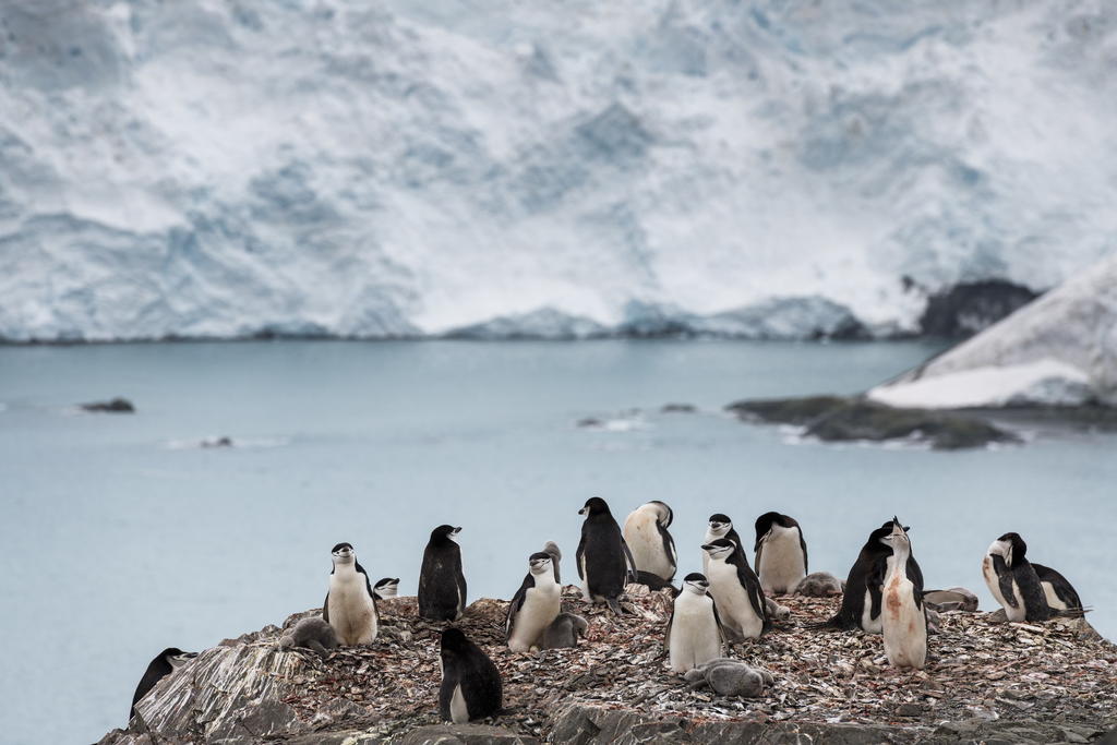 Se deben verificar altas temperaturas en la Antártida: ONU