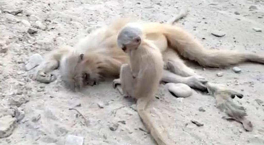 VIRAL: Mono bebe intenta despertar a su mamá muerta