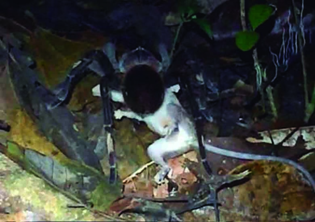 VIRAL: Captan a 'gigantezca' araña devorando a zarigüeya