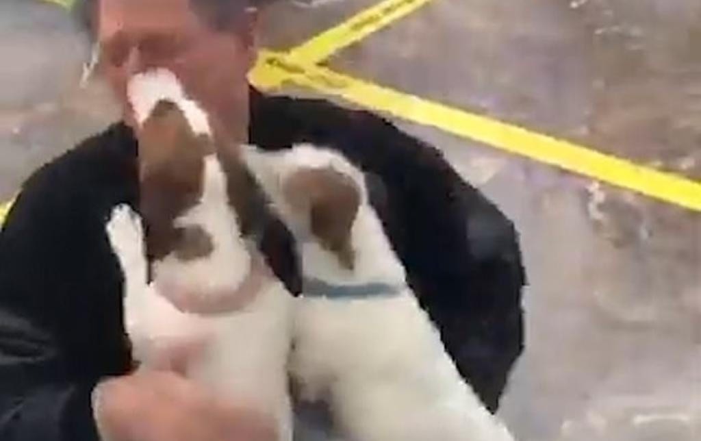 VIRAL: La emotiva reacción de un par de perros al recibir a su dueño en el aeropuerto