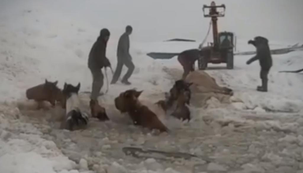 VIDEO: Granjeros rescatan a caballos de un lago congelado