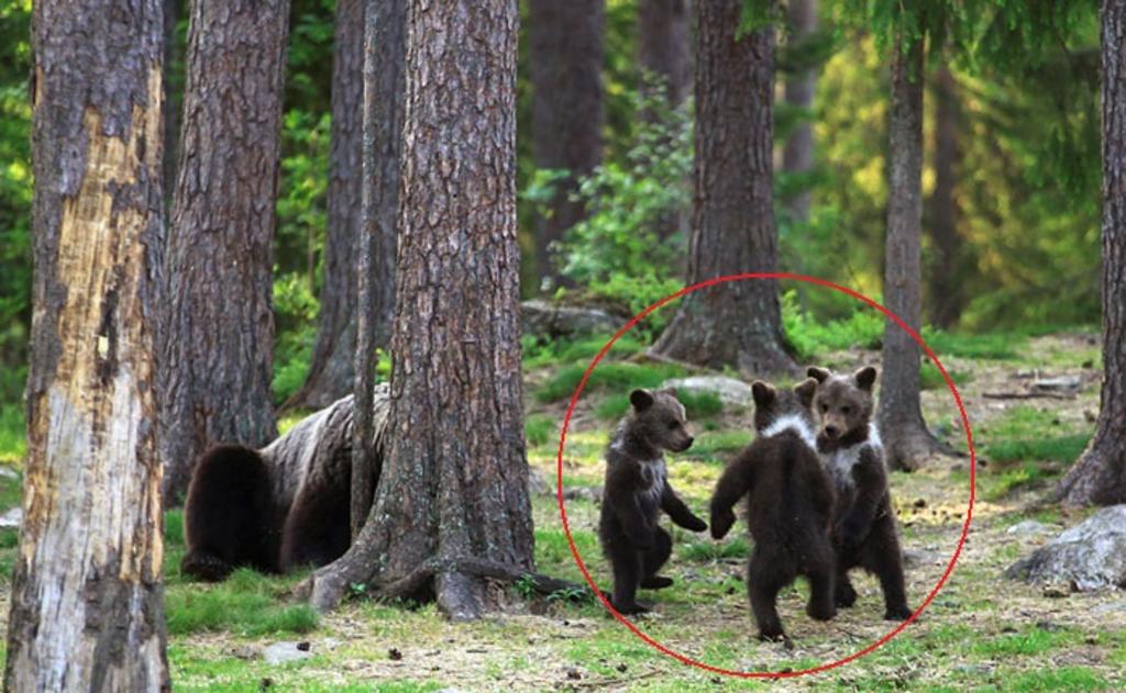 VIRAL: Captan a osos bebés 'bailando' en un bosque