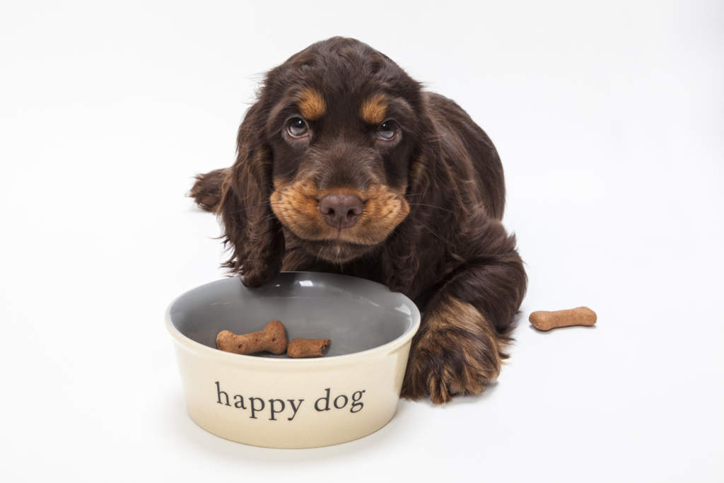 ¿Cómo influye el tipo de croquetas en la alimentación de tu perro?