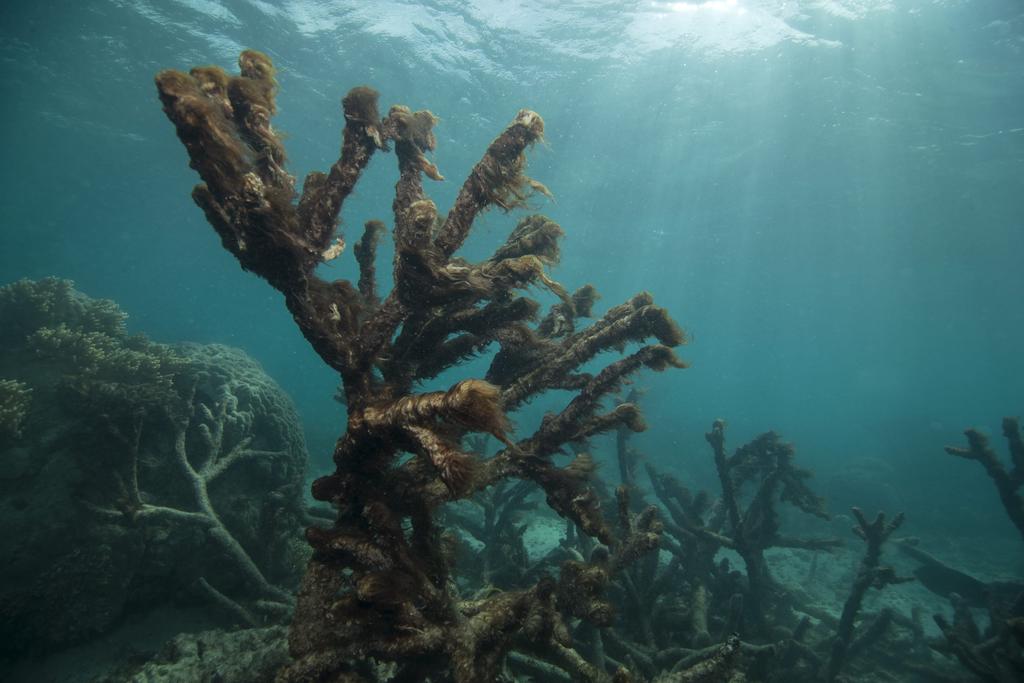 Afronta Australia nuevo blanqueo de corales en la Gran Barrera de Arrecifes