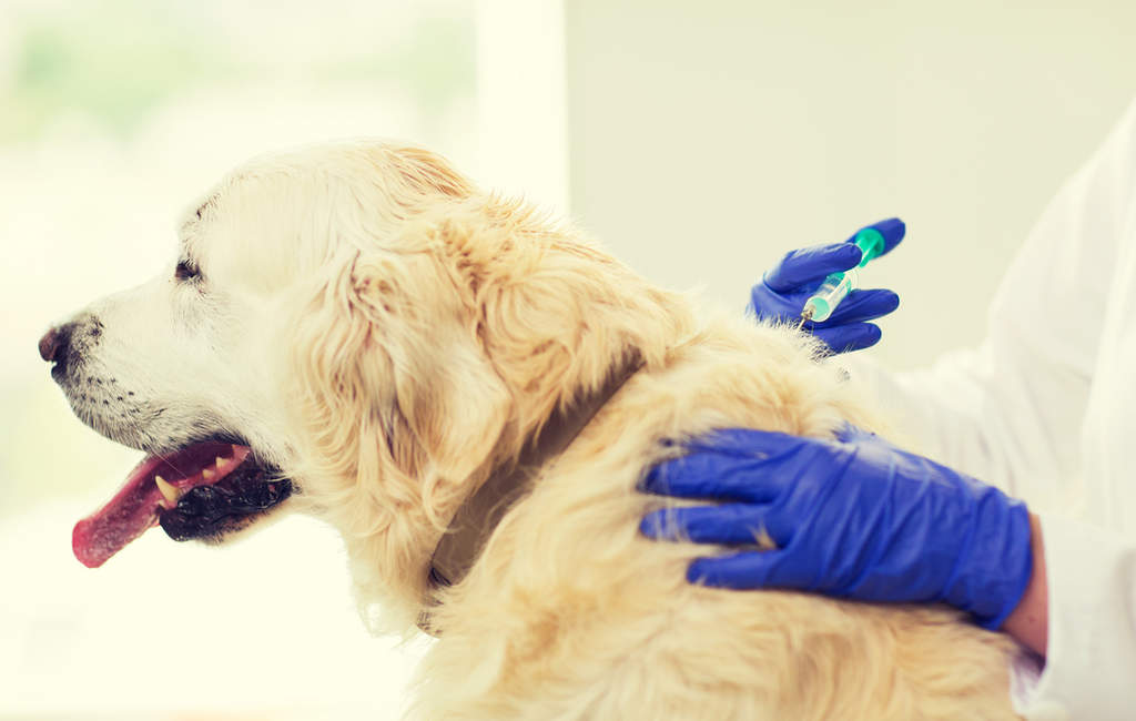 ¿Para qué sirven los microchips para perros?