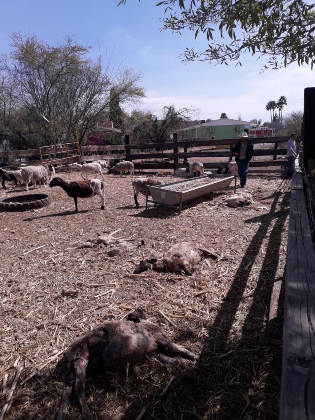 Perros diezman ganado ovino en ejido de Ciudad Frontera