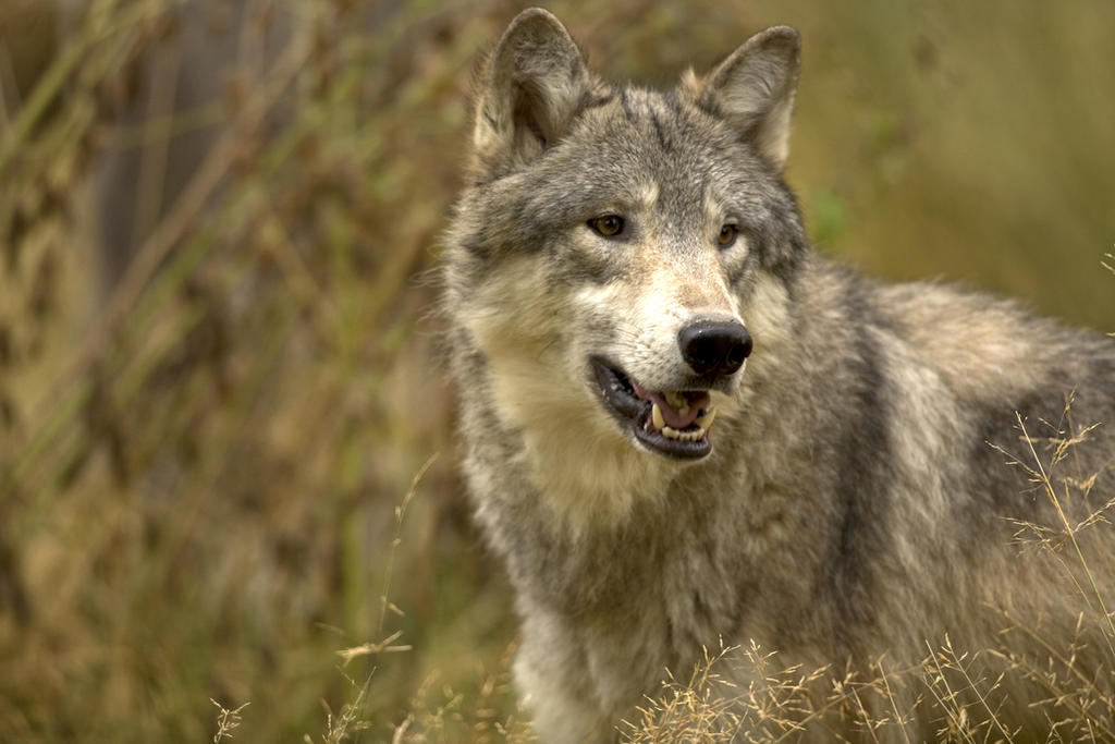 Muerte de loba gris expone peligro de extinción de la especie