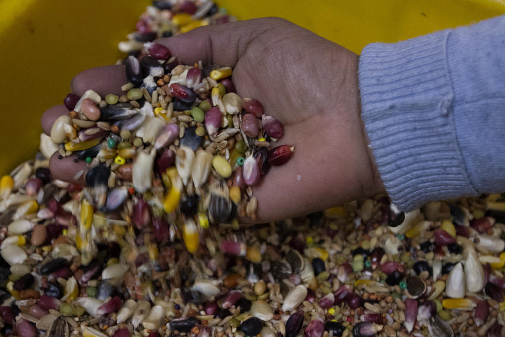 Empresas denuncian piratería de semillas en México