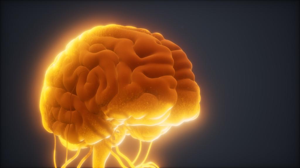 Descifrar el cerebro, reto científico que implica a más de 500 laboratorios