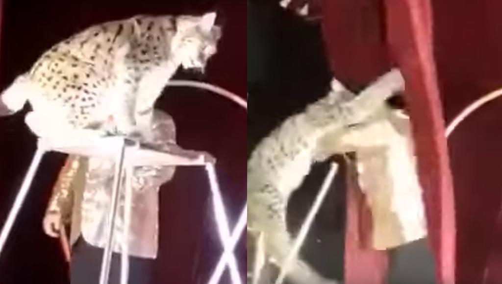 VIDEO: Lince ataca a su domador en plena función de circo
