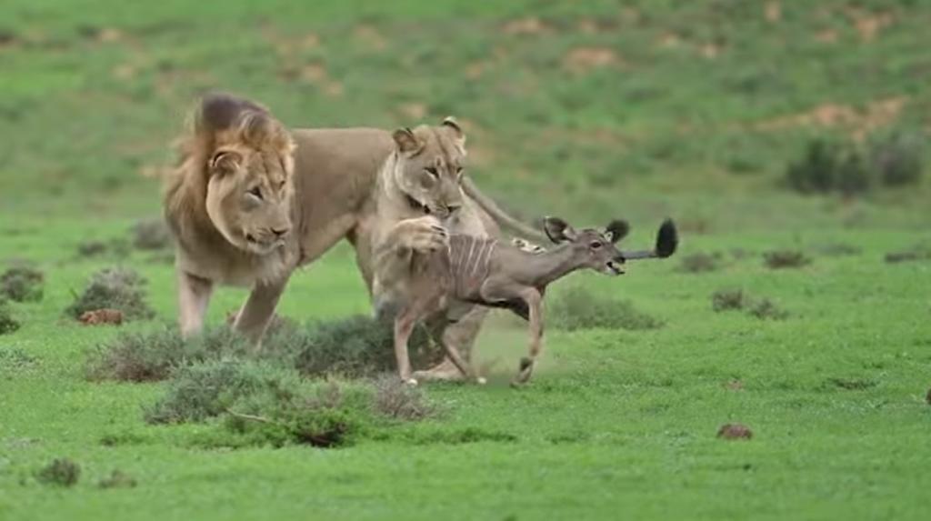VIRAL: 'Juego' entre leones y bebé antílope termina mal