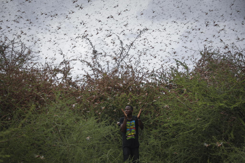 Plaga de langostas se extiende de África oriental al Congo