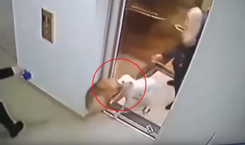 VIDEO: Pomeranio es atacado por un Pitbull en un asensor