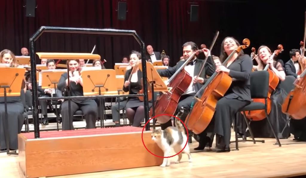 Gato se roba la atención del público durante concierto de música clásica
