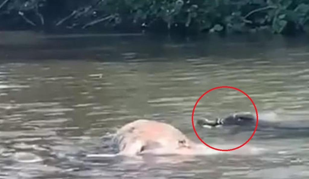 VIRAL: Cocodrilo devora a una vaca en un río frente a turistas