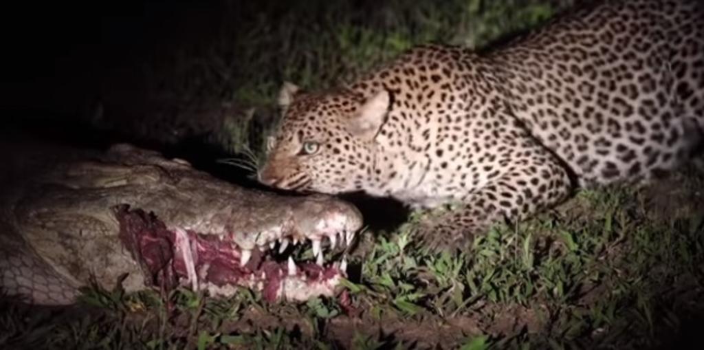 VIDEO: Leopardo le arrebata la comida a un cocodrilo de su hocico