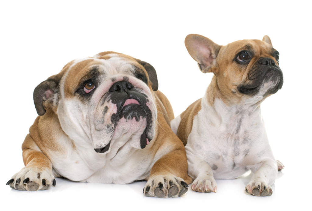 ¿Cuáles son las diferencias entre el Bulldog francés e inglés?