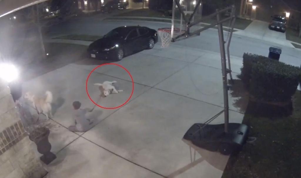 VIDEO: Perro se tira al negarse a regresar a su casa tras paseo nocturno