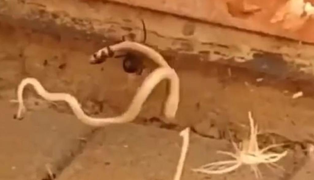 VIRAL: Serpiente se enfrenta a araña al quedar atrapada entre sus redes