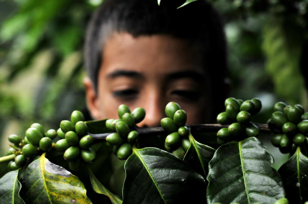 Defiende Guatemala a su café de desprestigio por presunto trabajo infantil