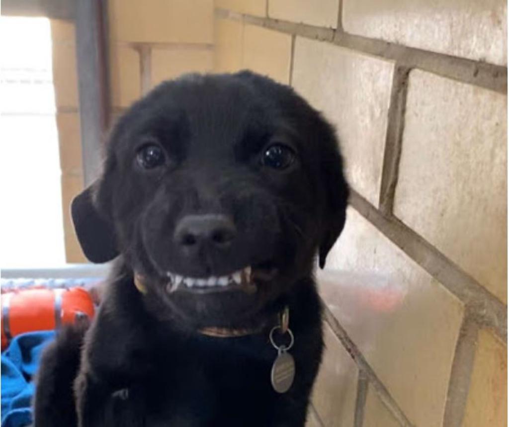 VIDEO: Perrito sonriendo en albergue para ser adoptado se hace viral
