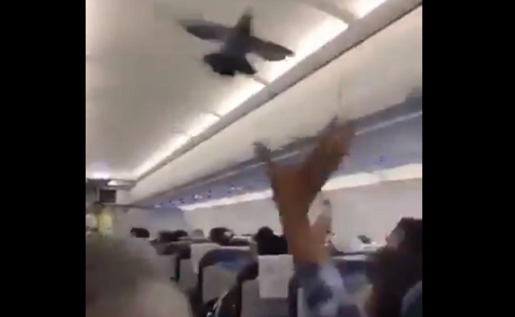 VIDEO: Palomas invaden vuelo en la India