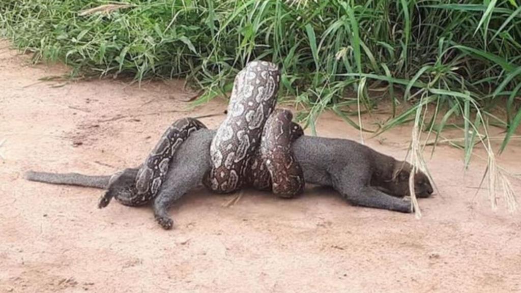 VIDEO: Rescatan a jaguar que estaba siendo asfixiado por gran boa