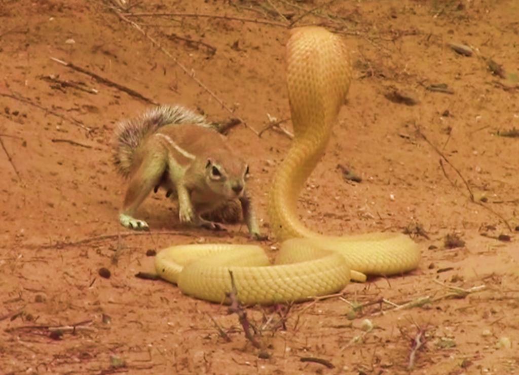 Ardilla defiende a sus crías del ataque de una cobra