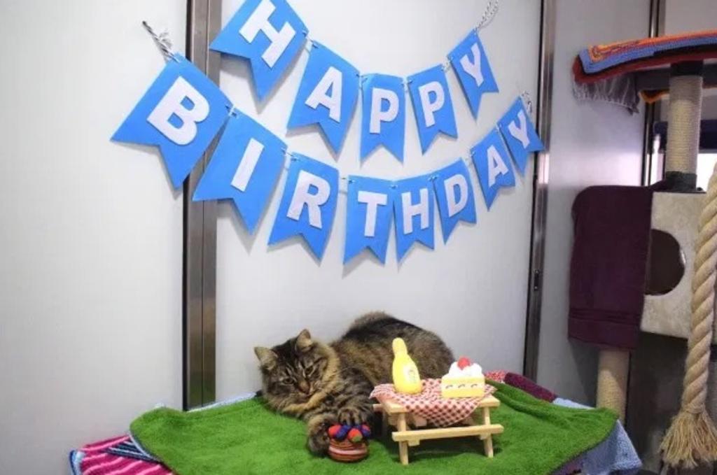 VIRAL: Organizan fiesta de cumpleaños para gatita y nadie asiste