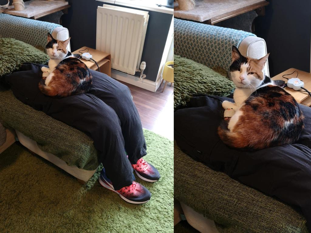 Pareja encuentra el truco perfecto para lidiar con su ’demandante’ gato