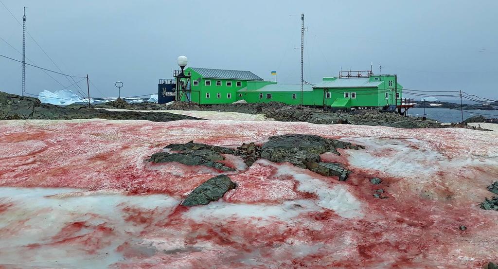 Nieve bañada en 'sangre'; conmocionan fotografías de la Antártida