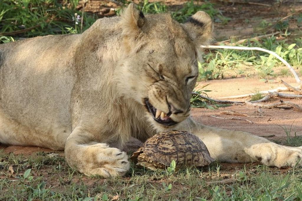 VIRAL: Captan a una leona intentando romper el caparazón de una tortuga